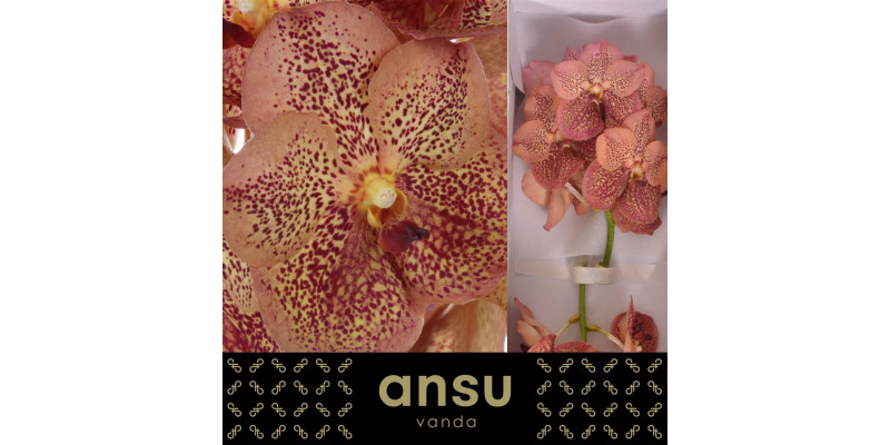 Orchid Vanda Leopard Tangarine A1 Col-Peach