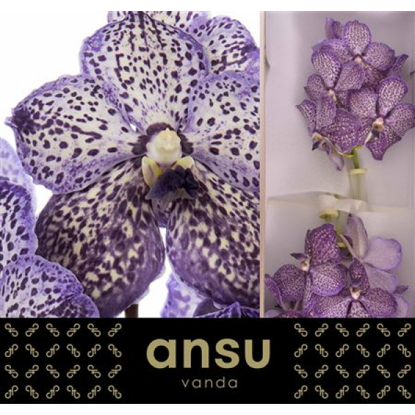 Orchid Vanda Sunanda Lilac Starlight 26cm A1 Col-Purple