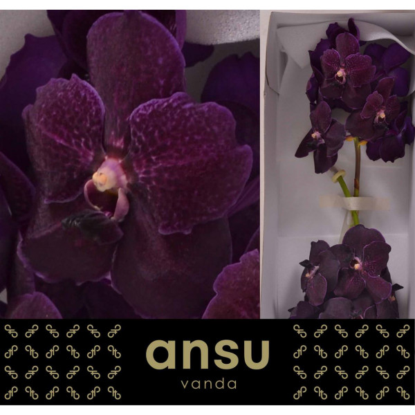 Orchid Vanda Nitaya Velvet Blackberry A1 Col-Black