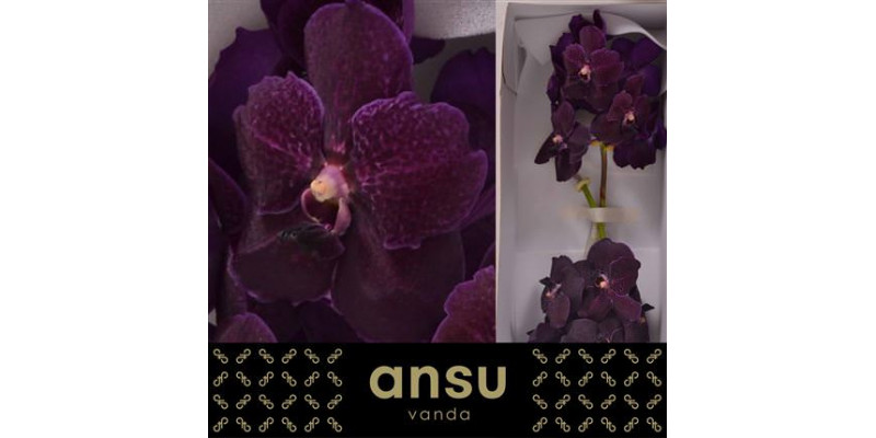 Orchid Vanda Nitaya Velvet Blackberry  A1