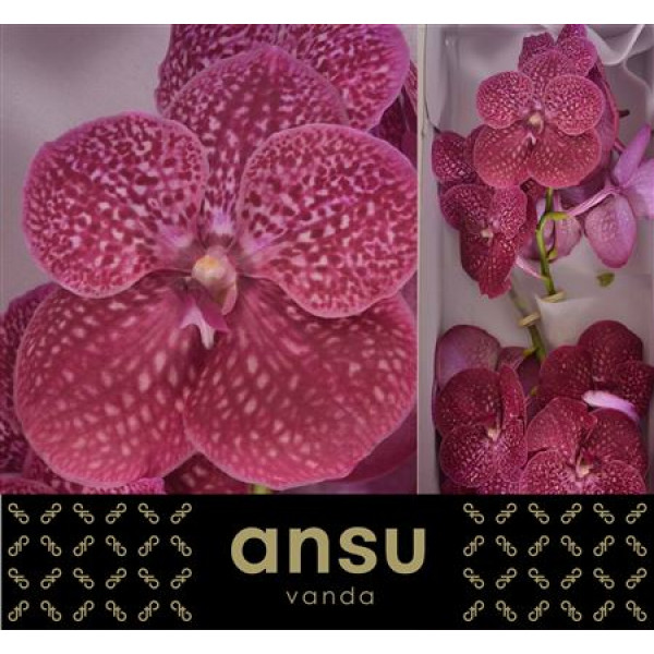 Orchid Vanda Sunanda Crimson Love 25cm A1