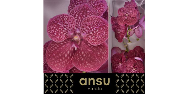 Orchid Vanda Sunanda Crimson Love 25cm A1