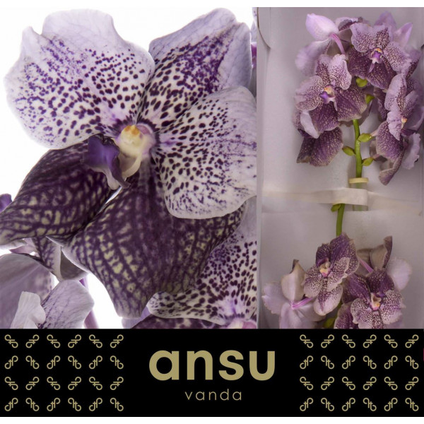 Orchid Vanda Antique Mauve Plum A1 Col-Milka