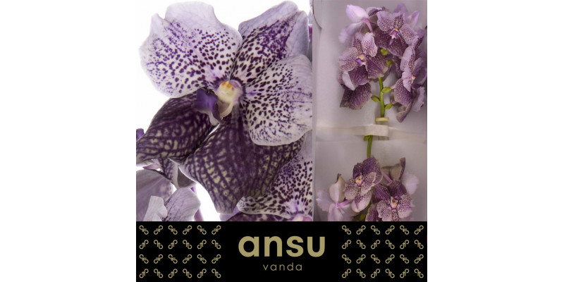 Orchid Vanda Antique Mauve Plum A1 Col-Milka