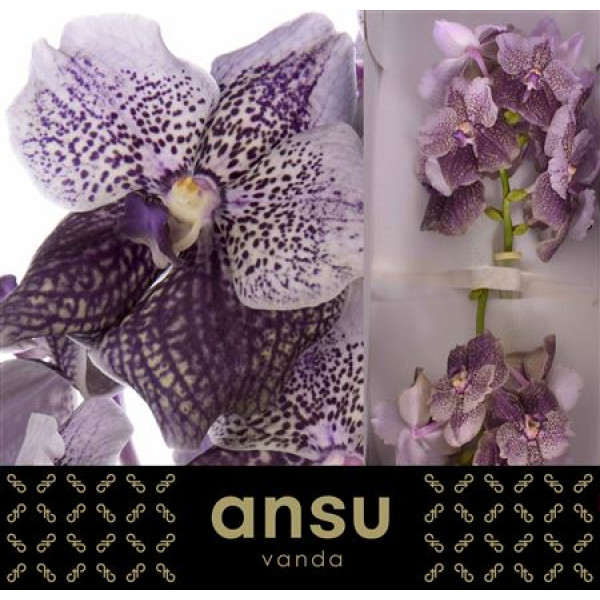 Orchid Vanda Antique Mauve Plum 0cm A1 Col-Milka