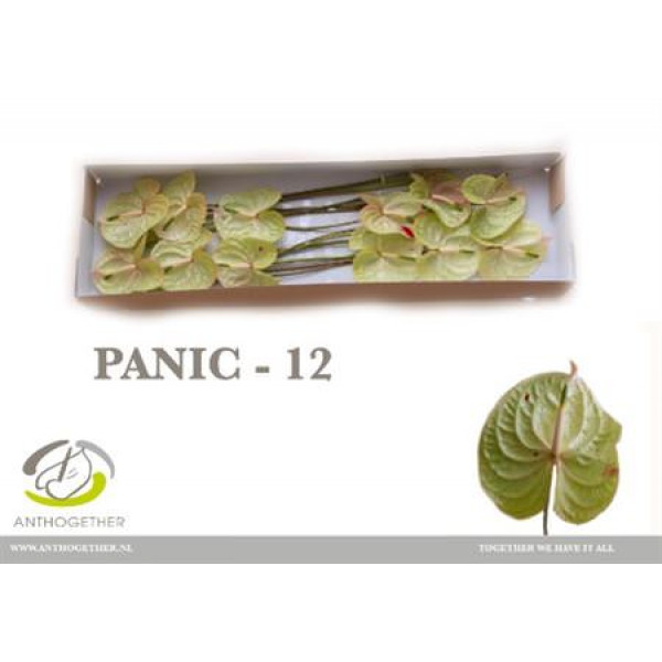 Anthurium A Panic 12  A1