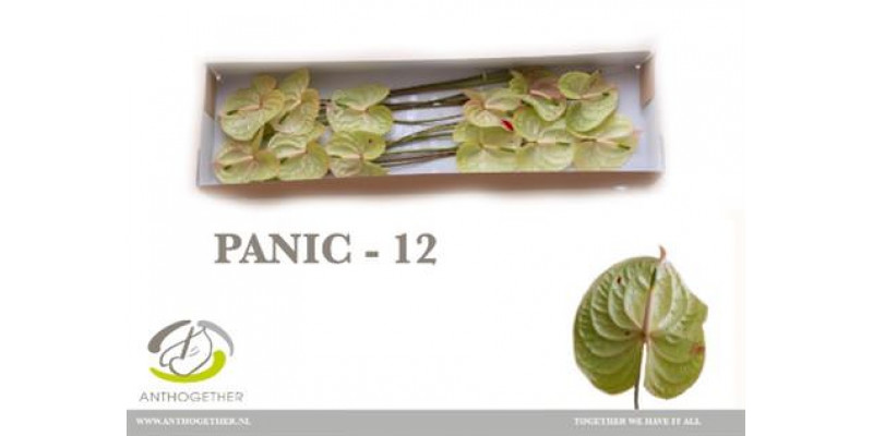 Anthurium A Panic 12  A1