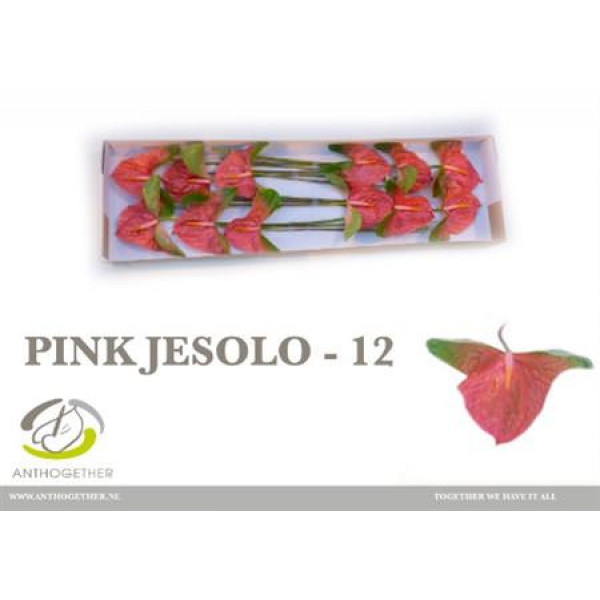 Anthurium A Pink Jesolo 12 A1