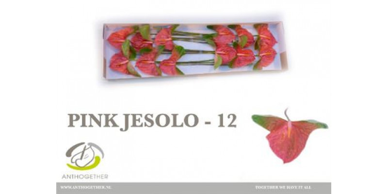 Anthurium A Pink Jesolo 12 0cm A1