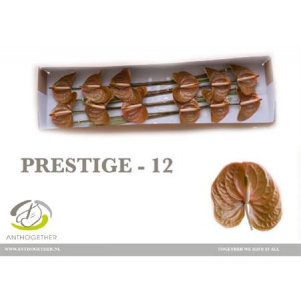 Anth A Prestige 12 A1