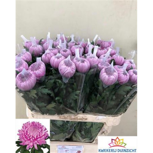 Chrysanthemums G Hornbill Dark 80cm A1 Col-Cerise