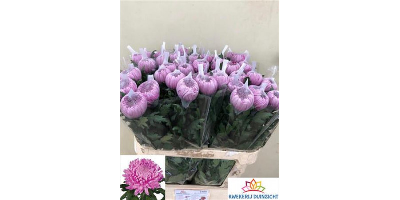 Chrysanthemums G Hornbill Dark 80cm A1 Col-Cerise