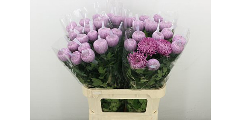 Chrysanthemums G Hornbill Dark 80 cm A1