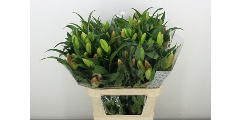Lillys Or Valdosta 90 cm A1