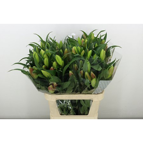 Lillys Or Valdosta 4+ 90 cm A1