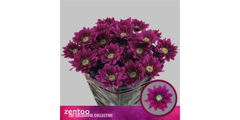 Chrysanthemums T Serenity Purple 70cm A1 Col-Purple