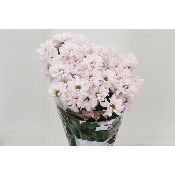 Chrysanthemums T Kennedy Rosy 70 A1Pink