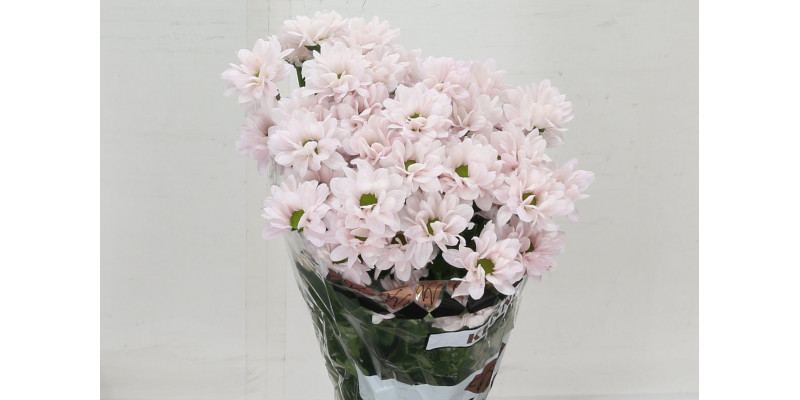 Chrysanthemums T Kennedy Rosy 70 A1Pink