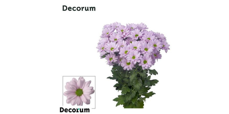 Chrysanthemums T Kennedy Rosy 70 cm  A1