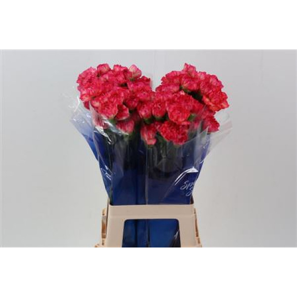 Dianthus St Spritz Sport Hi 70cm A1