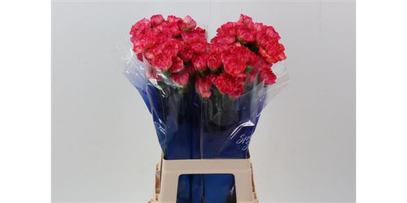 Dianthus St Spritz Sport Hi 70cm A1