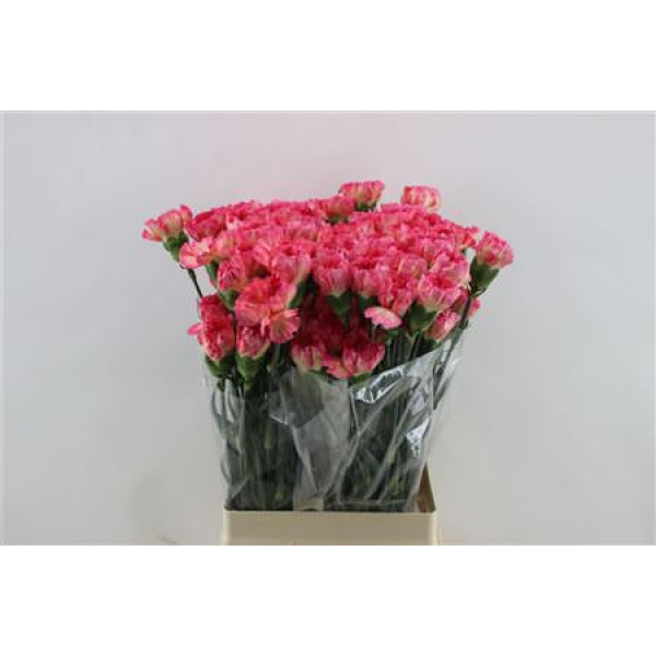 Dianthus St Spritz Sport 65cm A1