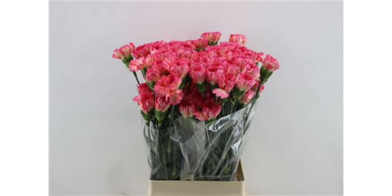 Dianthus St Spritz Sport 65cm A1