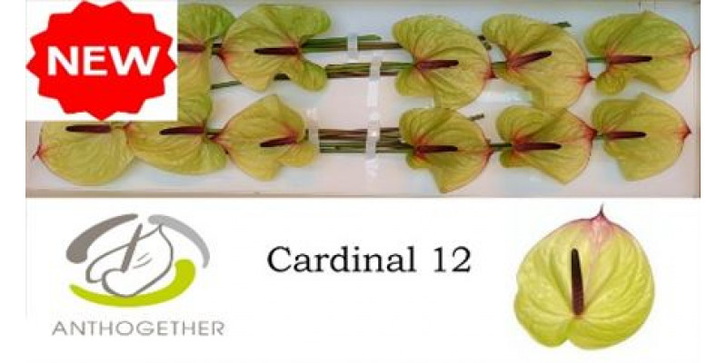 Anthurium A Cardinal 12  A1