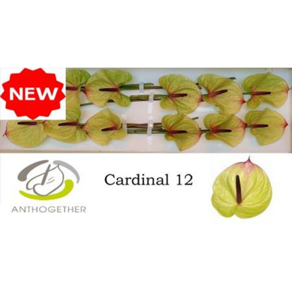 Anthurium A Cardinal 12  A1