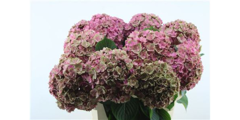 Hydrangea M Cl Royal Kiss 80-21 80 cm A1