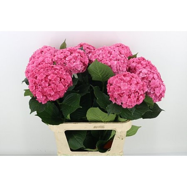 Hydrangea M Roy Anasta Rs 80cm A1 Col-Pink