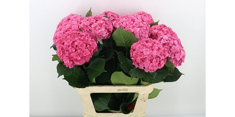 Hydrangea M Roy Anasta Rs 80cm A1 Col-Pink