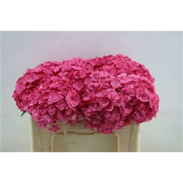 Hydrangea M Roy Anasta Red 50cm 50cm A1