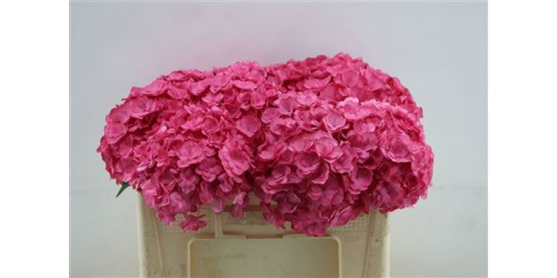 Hydrangea M Roy Anasta Red 50cm 50cm A1