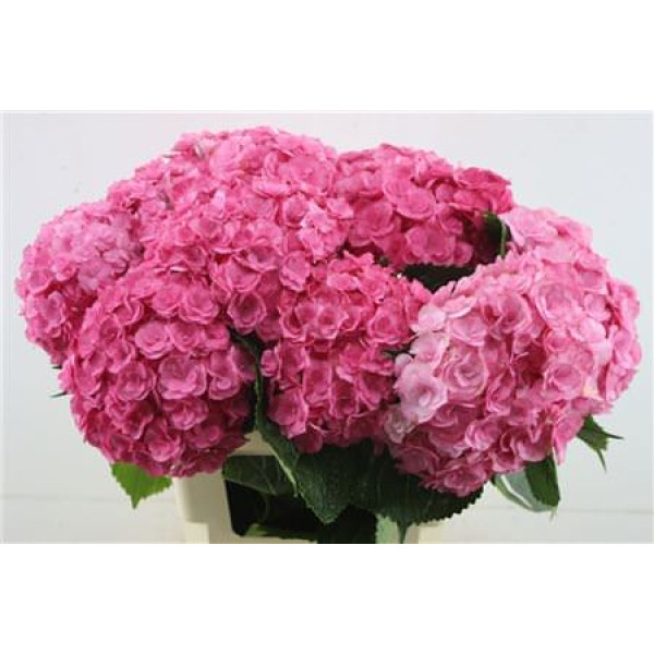 Hydrangea M Roy Anasta Pink 60-18 60 cm  A1
