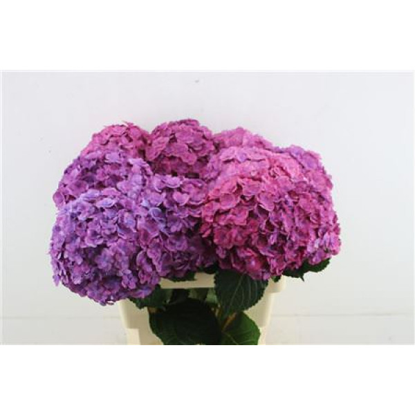 Hydrangea M Roy Anasta Purple 60-20 60  cm A1
