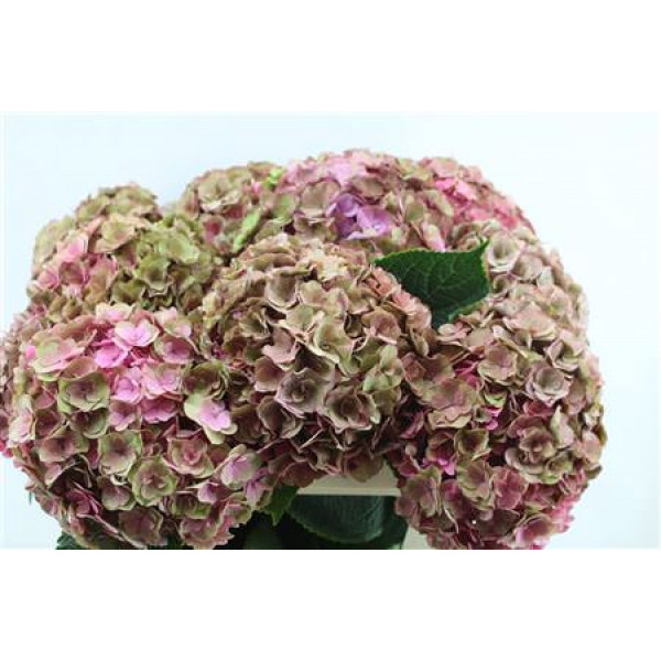 Hydrangea M Roy Anasta Cl 70-20 70cm A1