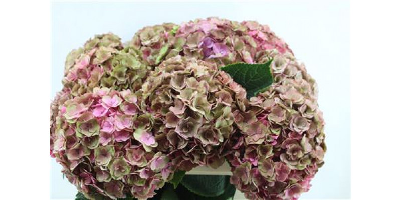 Hydrangea M Roy Anasta Cl 70-20 70cm A1