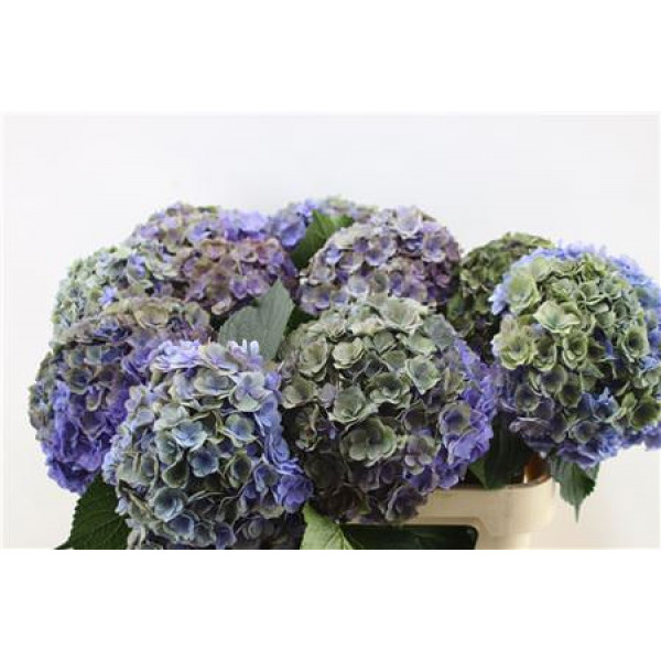 Hydrangea M Roy Anasta Cl 80-22 80cm A1