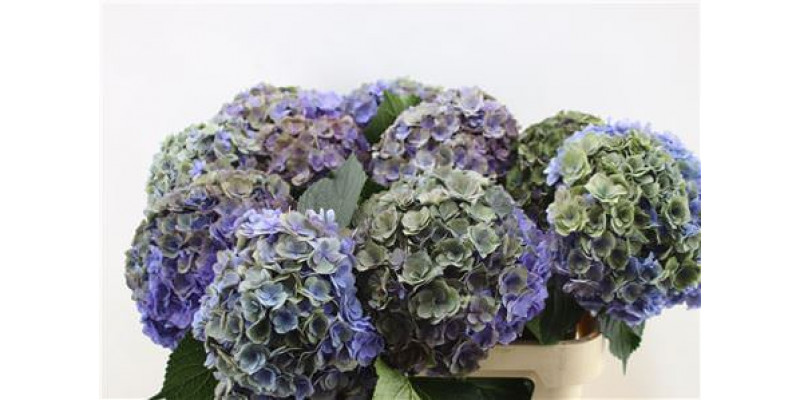 Hydrangea M Roy Anasta Cl 80-22 80cm A1