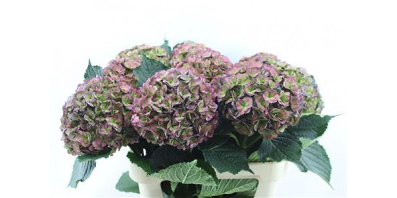 Hydrangea M Roy Anasta Cl 80-22 80cm A1