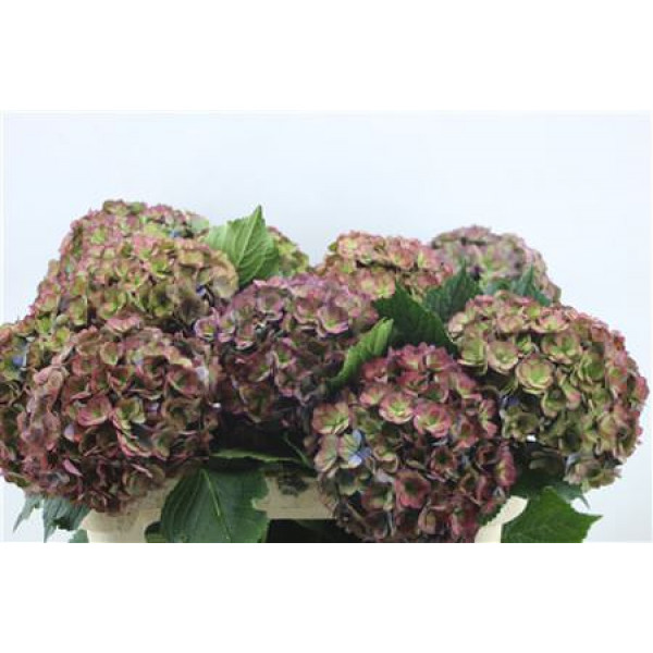 Hydrangea M Roy Anasta Cl 70-21 70cm A1