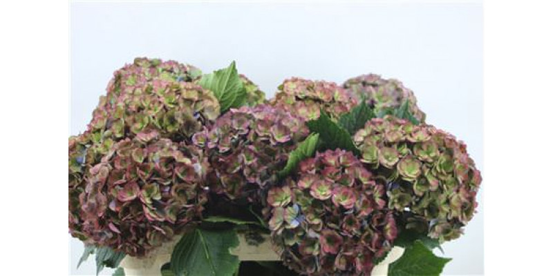 Hydrangea M Roy Anasta Cl 70-21 70cm A1