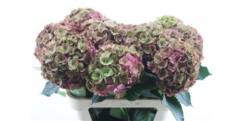 Hydrangea M Royal Anastasia Cl 80-22 80cm A1