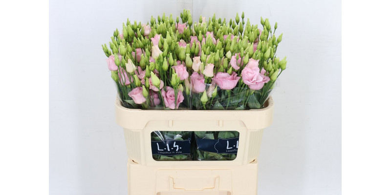 Lisianthus G Korezo Lillys Pink 72cm A1 Col-Pink