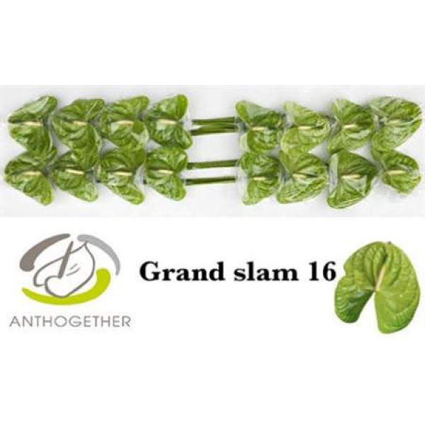 Anthurium A Grand Slam X16  Col-Green