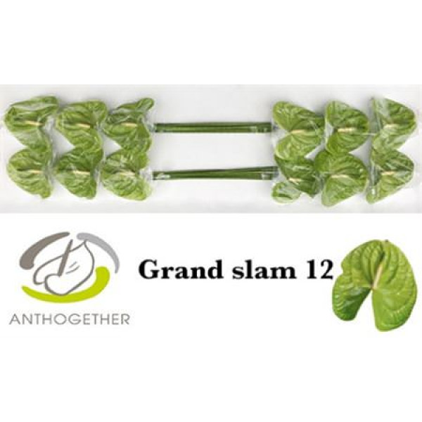 Anthurium A Grand Slam 12 A1