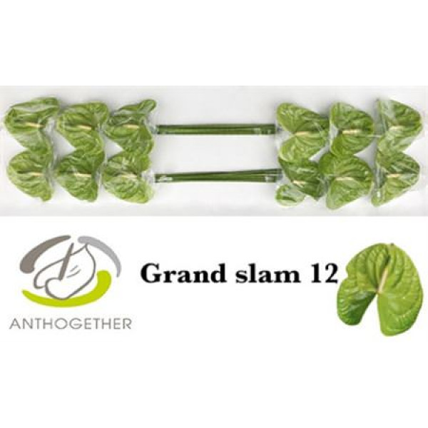 Anthurium A Grand Slam 12 0cm A1