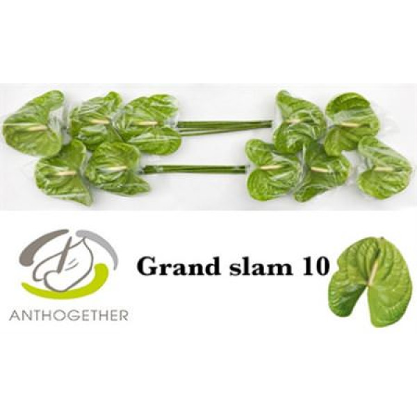 Anthurium A Grand Slam 10  A1