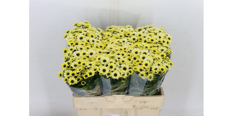 Chrysanthemums San Yin Yang Cre 55cm A1 Col-Cream